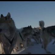 Песня Про Собак В Упряжке