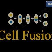 Cell Fusion