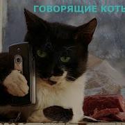 Говорящие Коты Сборник 3