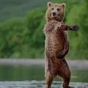 Позитив От Танцующих Животных Positive From Dancing Animals