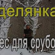 Готовимся К Лесозаготовке Зимний Лес Для Срубов Делянка