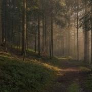 Pov You Are Sitting In Forest