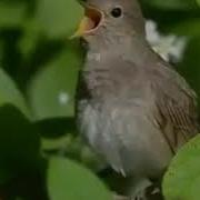 Соловей Поет Соловушка Видео Как Же Красиво Поет Соловей Звуки Пения Птиц