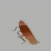 Dancing Cockroach Meme