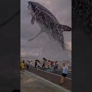 Big Fish The Animal Dance