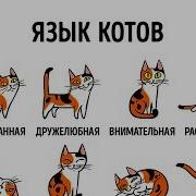 Как Найти Язык С Котом