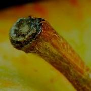 Everyday Objects In Macro