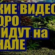 Какие Видео Скоро Выйдут На Моем Канале Видео Про Аквариум Для Начинающих И Не Только