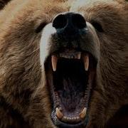 Grizzly Bear Roar