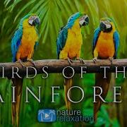 The Bird Jungle