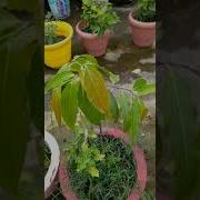 My Terrace Garden Overview In September