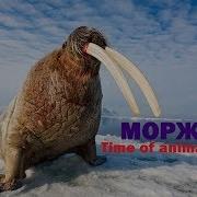 Морж Все Про Моржа