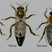 Аудиокнига Пчеловодство Слушать