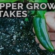 Jalapeno