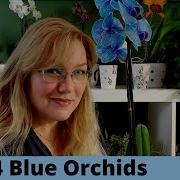 Blue Orchids