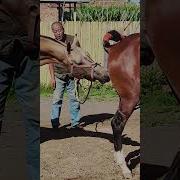 First Time Murrah Horse Sex With Female Donkey