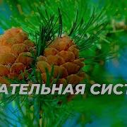 Исцеление Дыхательной Системы