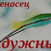Аквариумные Рыбки Меченосец Радужный