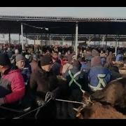 Саан Уй Бука Каракол Ысык Кол Мал Базары