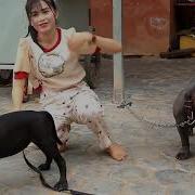 Wow Lovely Smart Girl Playing Baby Cute Dogs On Rice Fields How To