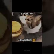 I M Eating Hamburger