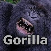 Gorilla Sounds