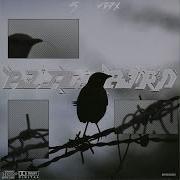 Black Bird Vbdx