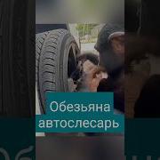 Обезьяна Автослесарь