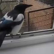 Сорока Заразительно Смеется И Разговаривает Как Ребенок Magpie Laughs And Talks Like A Child