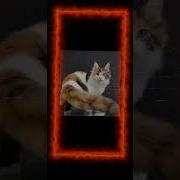 Краски Весна Speed Up
