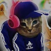 Oiiaoiia Cat X Hardbass