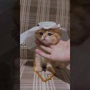 Танцующий Кот И Араб
