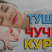 Tushda Cho Chqa Ko Rsa Nimf Bo Ladi Тушда Чучка Курса Нима Булади Туш