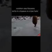 Мем Про Наполеона