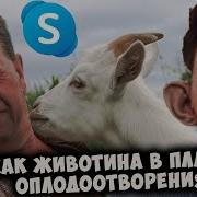 Глад Валакас Rofl Покупает Козу