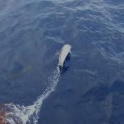 Дельфины Играются На Волнах Dolphins Playing In The Waves