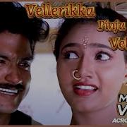 Vellarikka