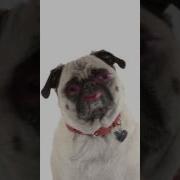 Snapchat Filter Pug