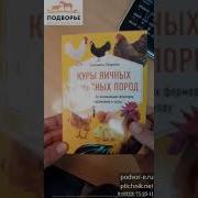 Куры Яичных И Мясных Пород Руководство Для Начинающих Фермеров По Содержанию И Уходу