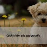 Cách Nuôi Chó Poodle Cách Chăm Sóc Chó Poodle Khỏe Mạnh