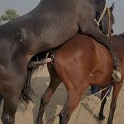 Animals Mating Mare And Horse Breeding