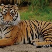 Steve Myers Tiger Sounds