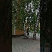 Береза Влюбилась В Иву
