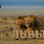 Мир Животни Лев