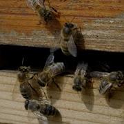 The Waggle Dance Of The Honeybee