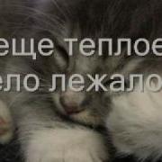 Я Тебя Никому Не Отдам Замерзающий Плакал Котенок Flv