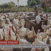 Як Кури Стали Смердючим Лихом Для Людей Під Києвом Громада Постала Проти Фермера