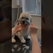 Lhasa Apso