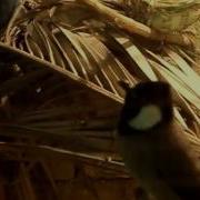 كيف ترويض البلبل الوحشي وتجعله أليف 100 100