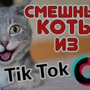 Котики С Tik Tok